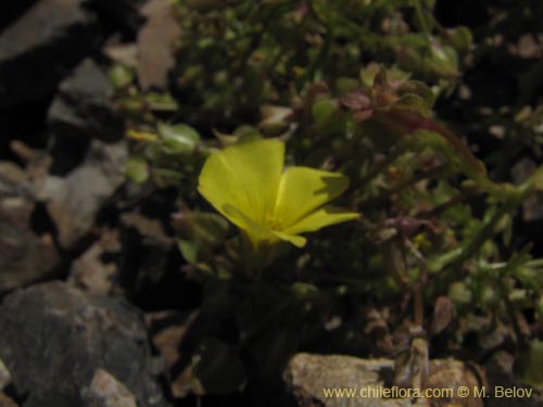 Oxalis sp. #3170의 사진