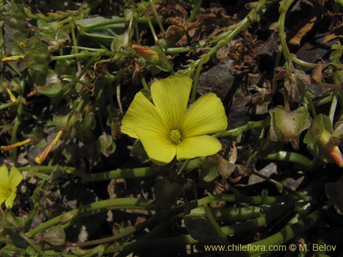 Imágen de Oxalis sp. #3170 (). Haga un clic para aumentar parte de imágen.