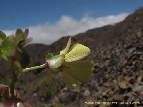 Imágen de Oxalis sp. #3170 (). Haga un clic para aumentar parte de imágen.