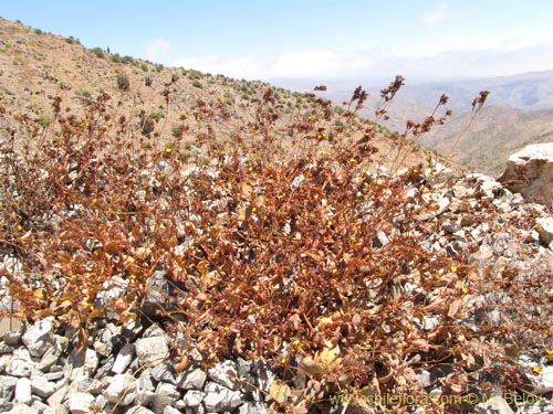 Portulacaceae sp. #2265의 사진