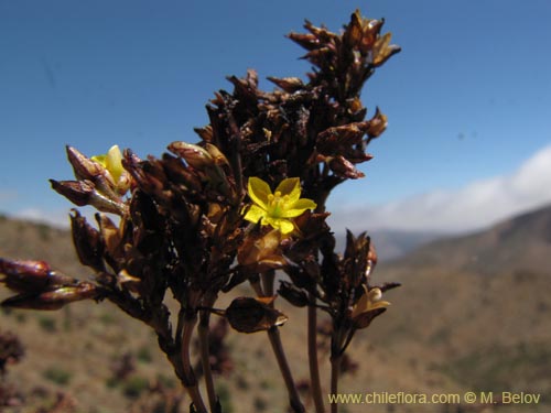 Portulacaceae sp. #2265의 사진