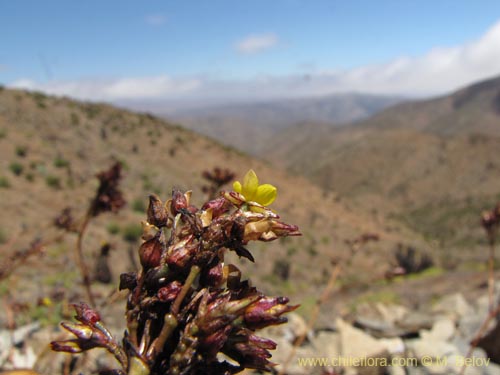 Portulacaceae sp. #2265の写真