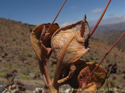 Imágen de Portulacaceae sp. #2265 (). Haga un clic para aumentar parte de imágen.