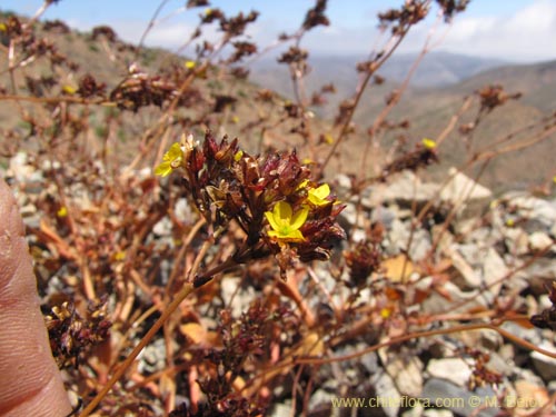 Image of Portulacaceae sp. #2265 (). Click to enlarge parts of image.