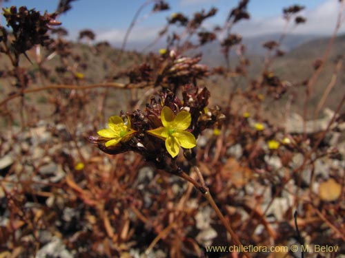 Image of Portulacaceae sp. #2265 (). Click to enlarge parts of image.