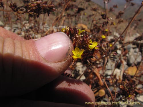 Imágen de Portulacaceae sp. #2265 (). Haga un clic para aumentar parte de imágen.