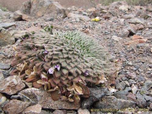 Фотография Viola litoralis (). Щелкните, чтобы увеличить вырез.