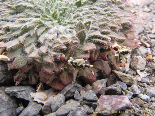 Bild von Viola litoralis (). Klicken Sie, um den Ausschnitt zu vergrössern.