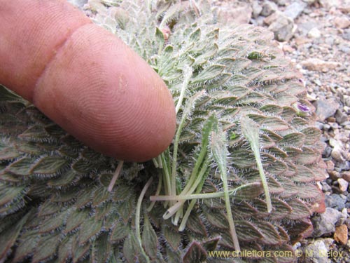 Bild von Viola litoralis (). Klicken Sie, um den Ausschnitt zu vergrössern.