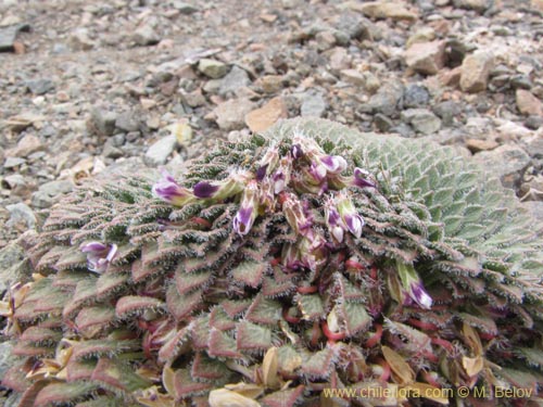 Bild von Viola litoralis (). Klicken Sie, um den Ausschnitt zu vergrössern.