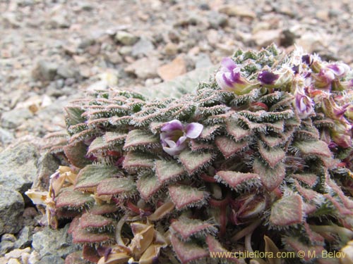 Imágen de Viola litoralis (). Haga un clic para aumentar parte de imágen.