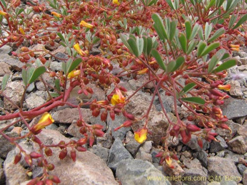 Oxalis ericoidesの写真