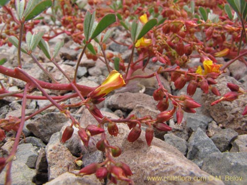 Imágen de Oxalis ericoides (). Haga un clic para aumentar parte de imágen.