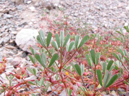 Image of Oxalis ericoides (). Click to enlarge parts of image.