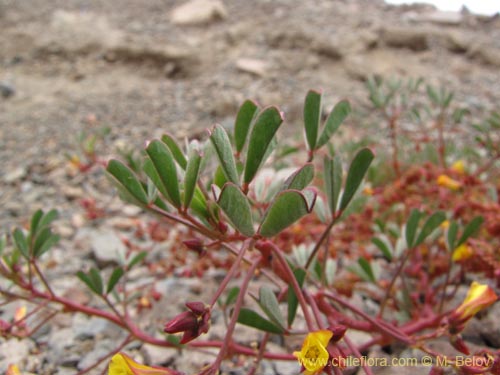 Фотография Oxalis ericoides (). Щелкните, чтобы увеличить вырез.