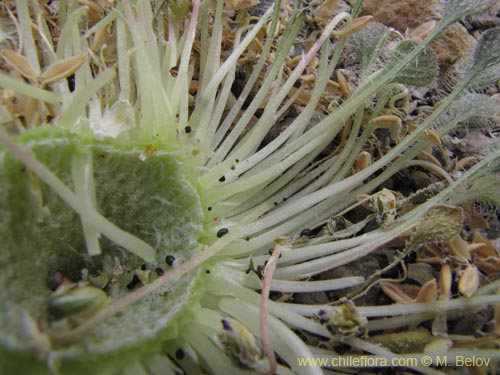 Bild von Viola litoralis (). Klicken Sie, um den Ausschnitt zu vergrössern.