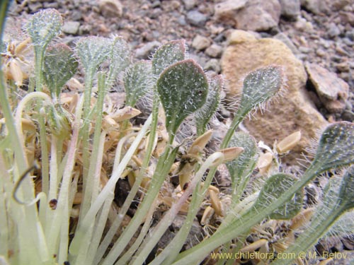 Bild von Viola litoralis (). Klicken Sie, um den Ausschnitt zu vergrössern.