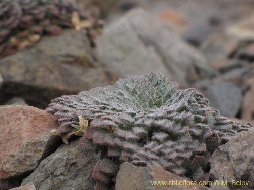 Imágen de Viola litoralis (). Haga un clic para aumentar parte de imágen.