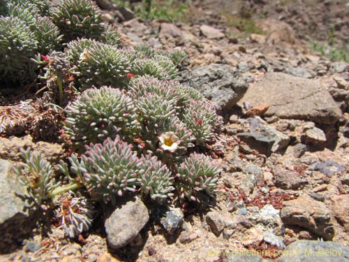 Imágen de Oxalis caesia (). Haga un clic para aumentar parte de imágen.