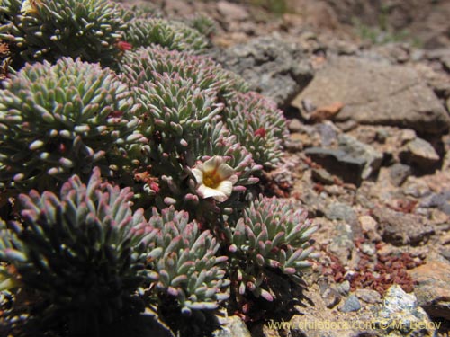 Imágen de Oxalis caesia (). Haga un clic para aumentar parte de imágen.