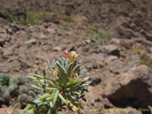 Imágen de Oxalis caesia (). Haga un clic para aumentar parte de imágen.