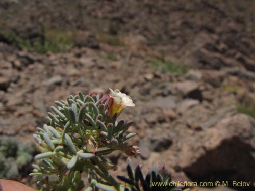 Imágen de Oxalis caesia (). Haga un clic para aumentar parte de imágen.