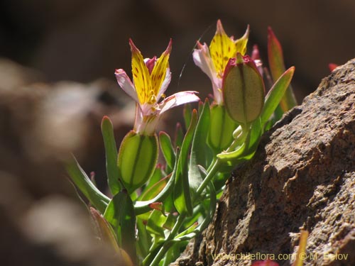 Alstroemeria gramineaの写真