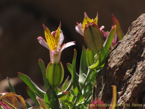 Imágen de Alstroemeria graminea (). Haga un clic para aumentar parte de imágen.