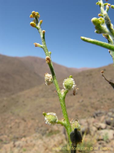 Image of Brassicaceae sp. #2223 (). Click to enlarge parts of image.