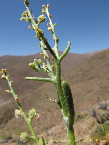 Image of Brassicaceae sp. #2223 (). Click to enlarge parts of image.