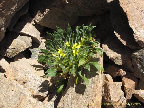 Imágen de Viola sp. #1166 (). Haga un clic para aumentar parte de imágen.