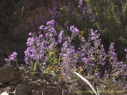 Imágen de Schizanthus laetus (). Haga un clic para aumentar parte de imágen.