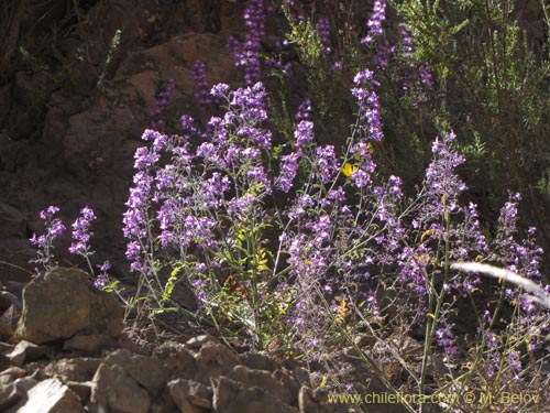 Bild von Schizanthus laetus (). Klicken Sie, um den Ausschnitt zu vergrössern.