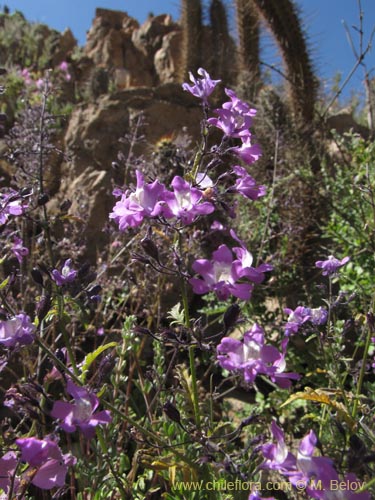 Imágen de Schizanthus laetus (). Haga un clic para aumentar parte de imágen.