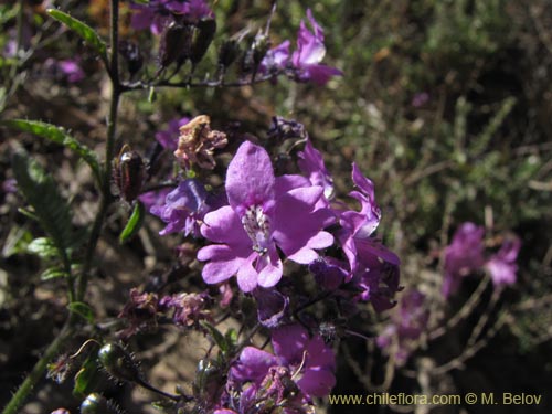 Schizanthus laetus的照片