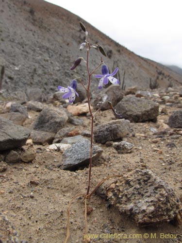 Conanthera sp. #2216の写真