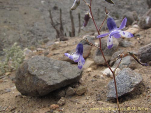 Conanthera sp. #2216の写真