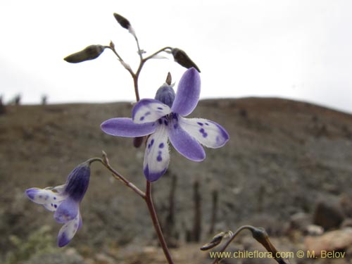 Imágen de Conanthera sp. #2216 (). Haga un clic para aumentar parte de imágen.