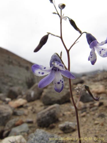 Imágen de Conanthera sp. #2216 (). Haga un clic para aumentar parte de imágen.