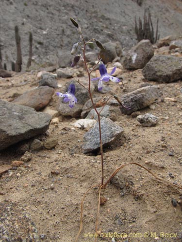 Image of Conanthera sp. #2216 (). Click to enlarge parts of image.