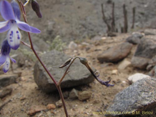 Imágen de Conanthera sp. #2216 (). Haga un clic para aumentar parte de imágen.