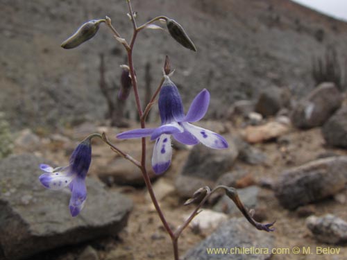 Conanthera sp. #2216の写真