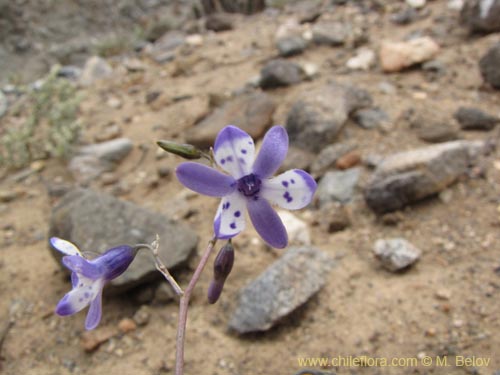 Imágen de Conanthera sp. #2216 (). Haga un clic para aumentar parte de imágen.