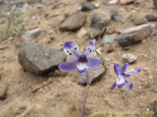 Imágen de Conanthera sp. #2216 (). Haga un clic para aumentar parte de imágen.