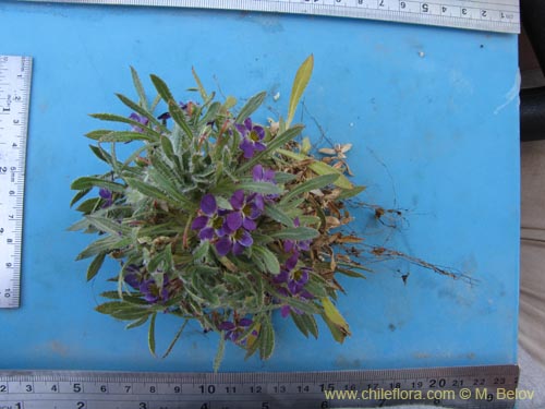 Image of Viola taltalensis (). Click to enlarge parts of image.
