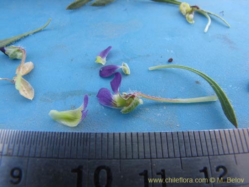 Фотография Viola taltalensis (). Щелкните, чтобы увеличить вырез.