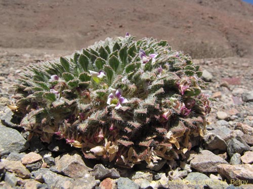 Imágen de Viola litoralis (). Haga un clic para aumentar parte de imágen.