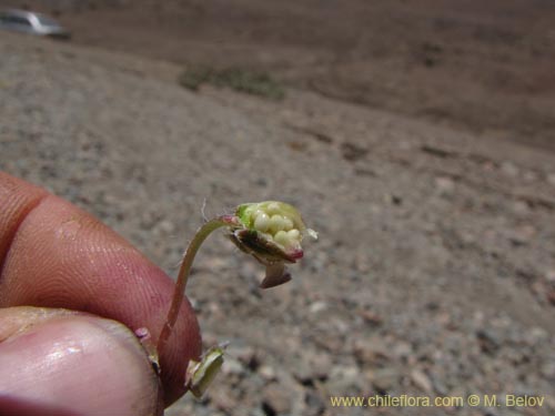 Фотография Viola litoralis (). Щелкните, чтобы увеличить вырез.