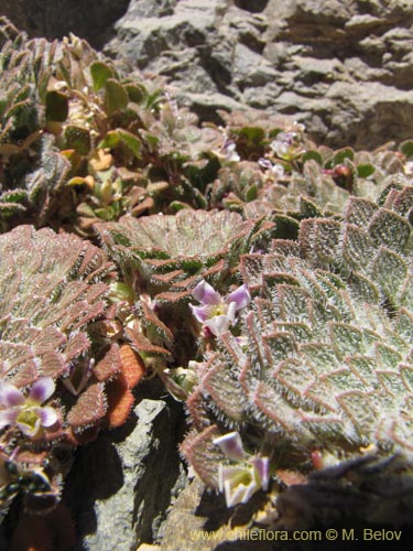 Bild von Viola litoralis (). Klicken Sie, um den Ausschnitt zu vergrössern.