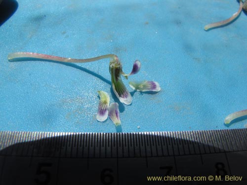 Фотография Viola litoralis (). Щелкните, чтобы увеличить вырез.